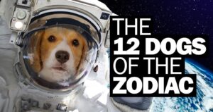 Zodiac dogs