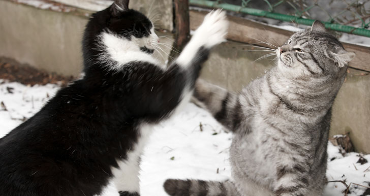 Angry And Annoyed Cats Fighting