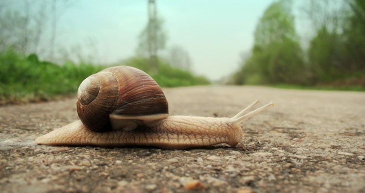 Slow Snails Pace