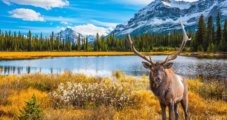 Canada moose