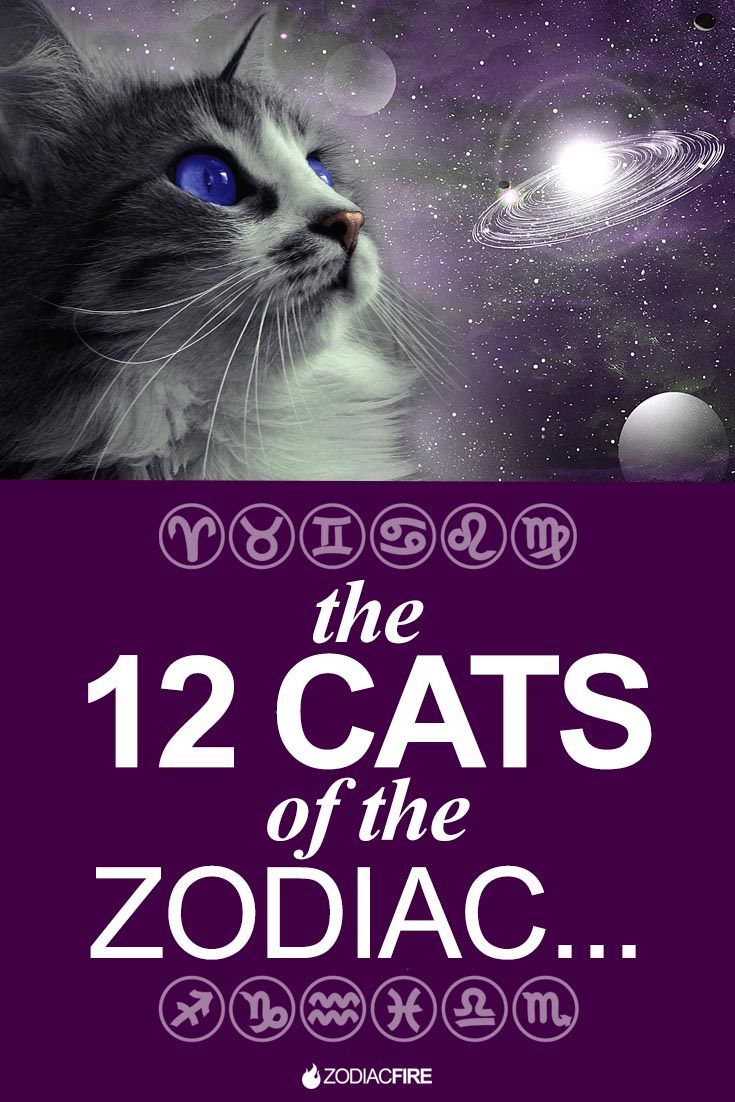 Cats of the zodiac