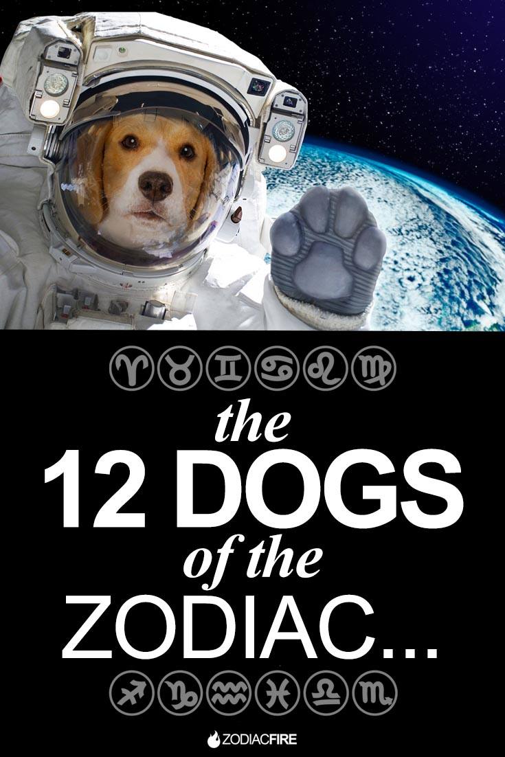 Dogs of the zodiac