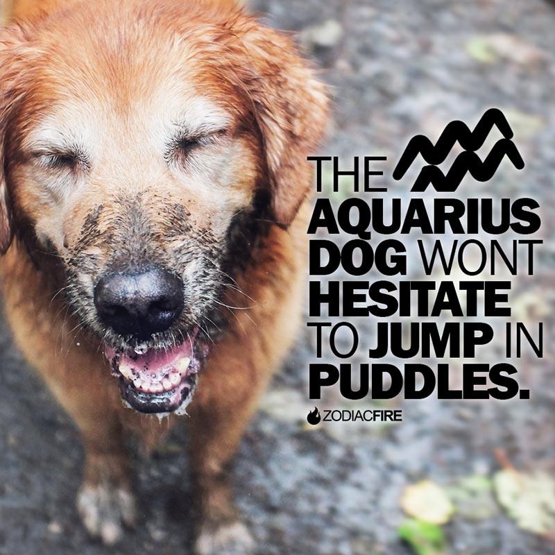 The Aquarius will jump in puddles