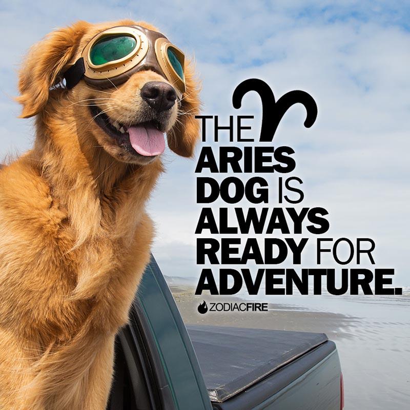 The Aries dog loves adventure