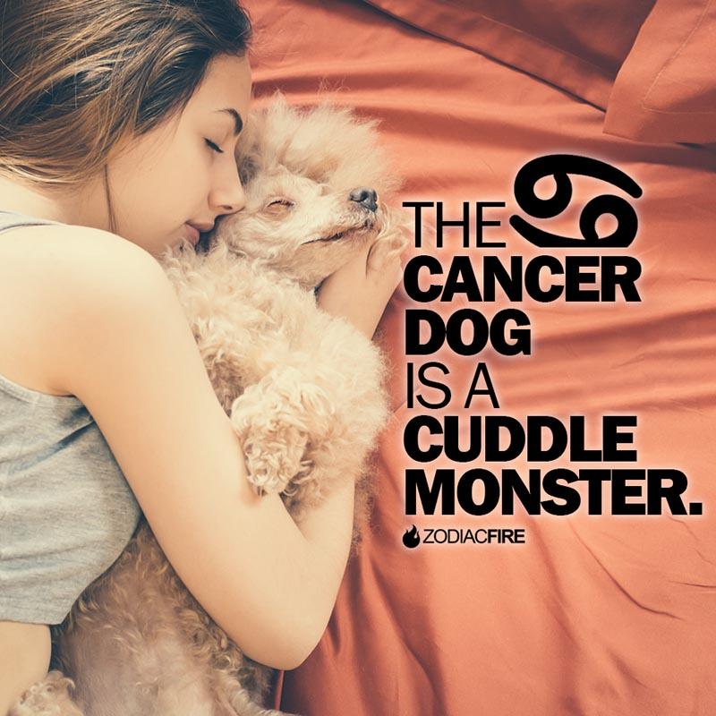 The Cancer dog is a cuddle monster