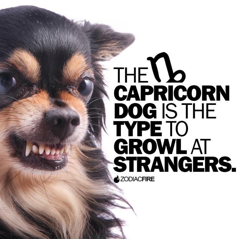 The Capricorn dog will growl at strangers