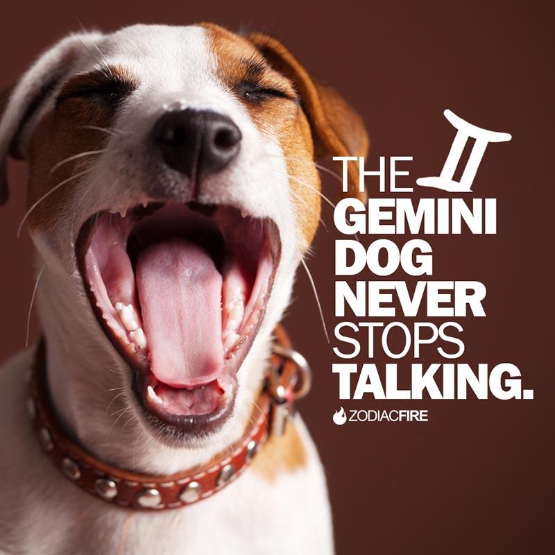 The Gemini dog never stops talking