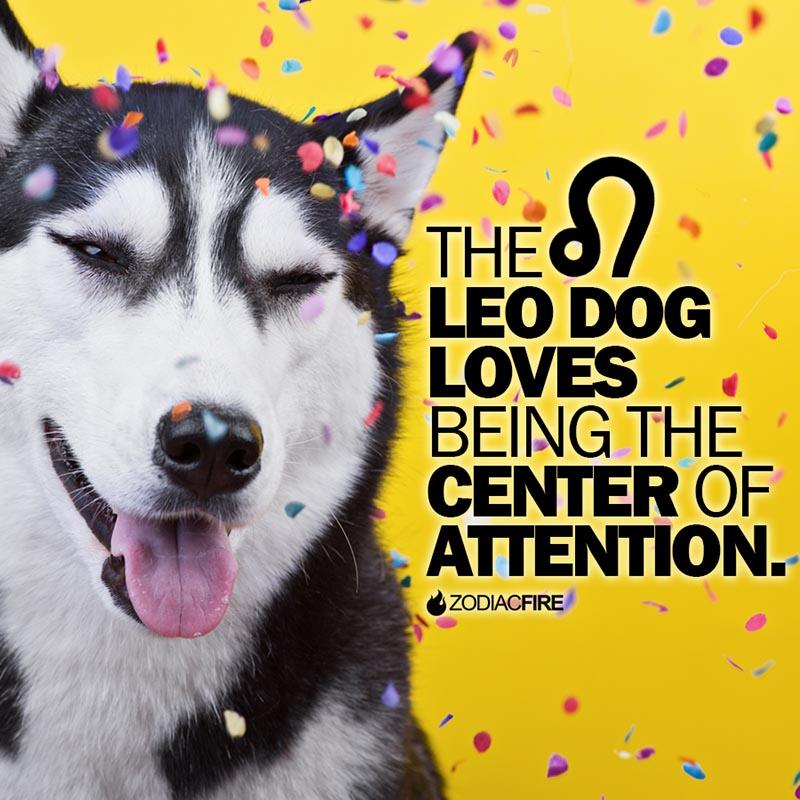 The Leo dog loves being the center of attention