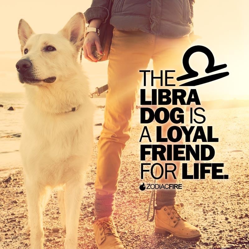 The Libra dog is a loyal friend