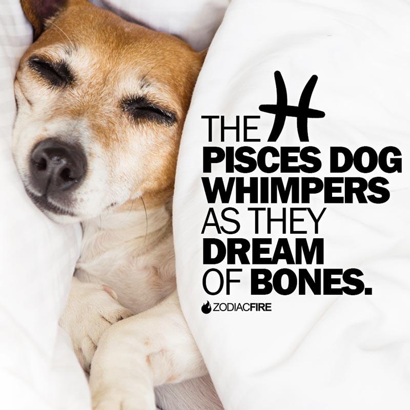 The Pisces dog dreams of bones