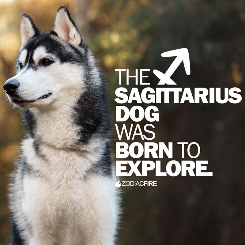 The Sagittarius dog was born to explore