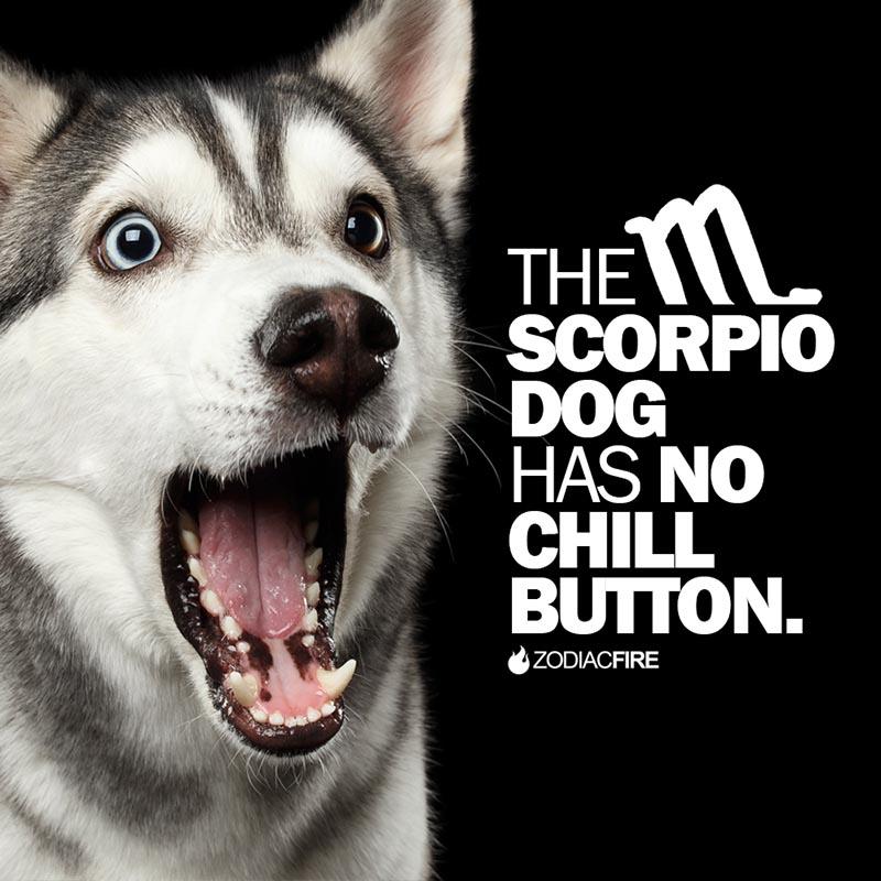 The Scorpio dog has no chill button