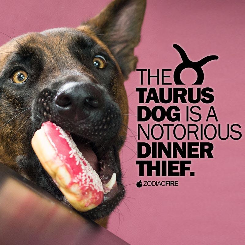 The Taurus dog is a dinner thief