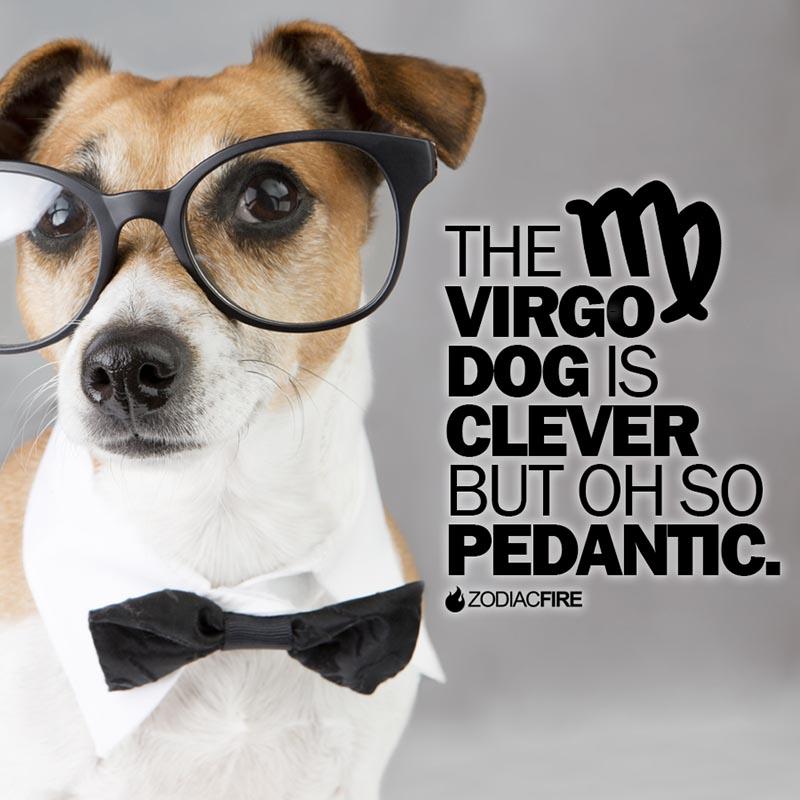 The Virgo dog is clever but pedantic